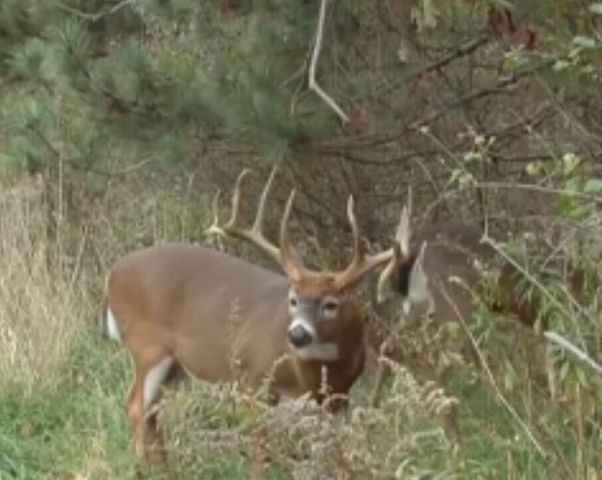 Parcel A Sayles Road, Ionia, MI 48846