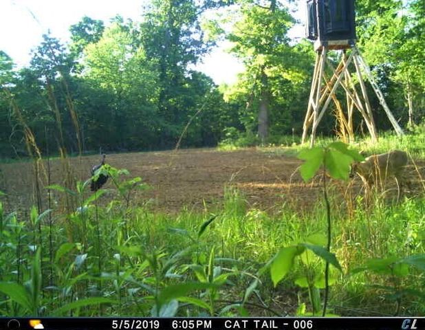 0 Sulphur Creek Road, Big Sandy, TN 38221