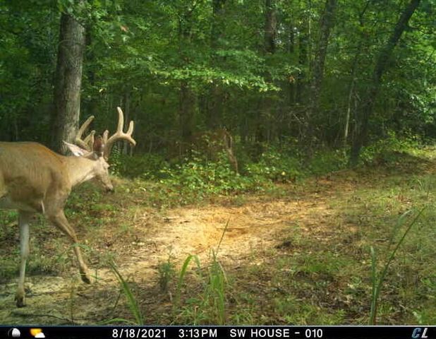 0 Sulphur Creek Road, Big Sandy, TN 38221