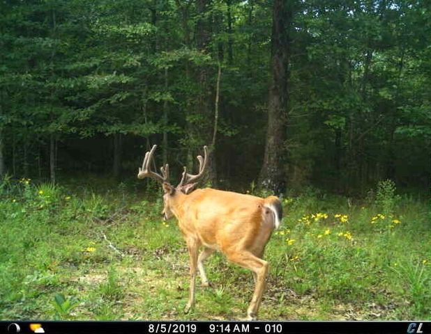 0 Sulphur Creek Road, Big Sandy, TN 38221