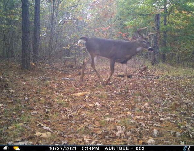 0 Sulphur Creek Road, Big Sandy, TN 38221