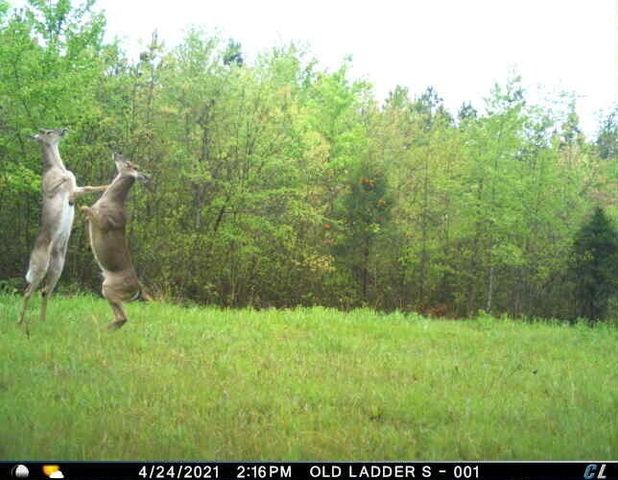 0 Sulphur Creek Road, Big Sandy, TN 38221