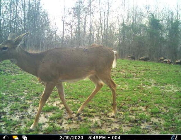 0 Sulphur Creek Road, Big Sandy, TN 38221