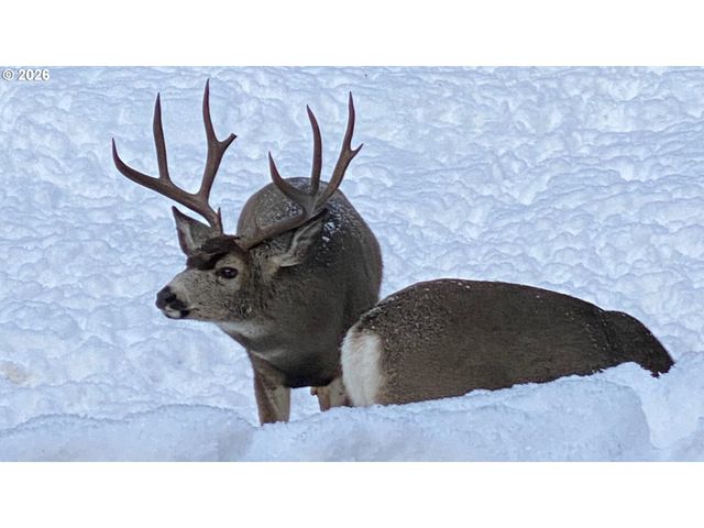 60839 LIBERTY Rd, Joseph, OR 97846