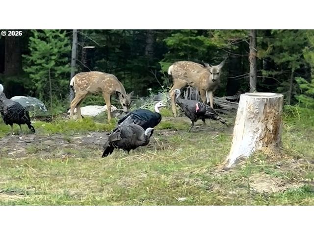 60839 LIBERTY Rd, Joseph, OR 97846