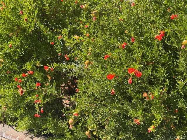 25453 Via Novia, Valencia, CA 91355