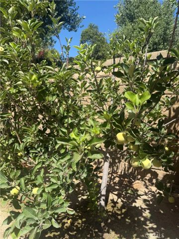 25453 Via Novia, Valencia, CA 91355