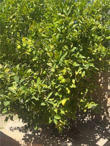 25453 Via Novia, Valencia, CA 91355