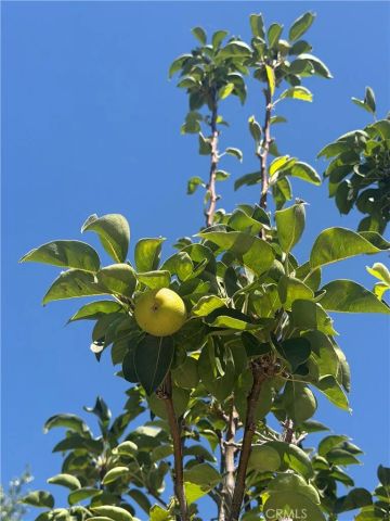 25453 Via Novia, Valencia, CA 91355