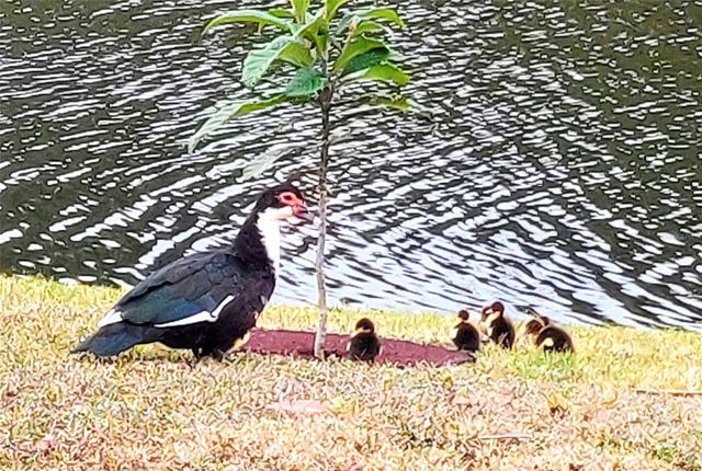 2351 EASY STREET, Port Charlotte, FL 33952