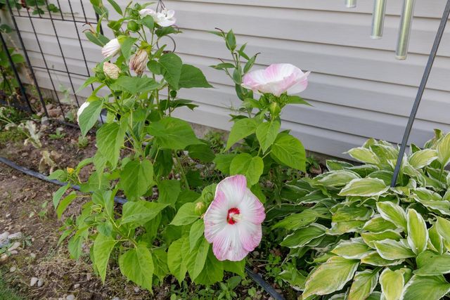 701 S Stevens St, Deer Park, WA 99006