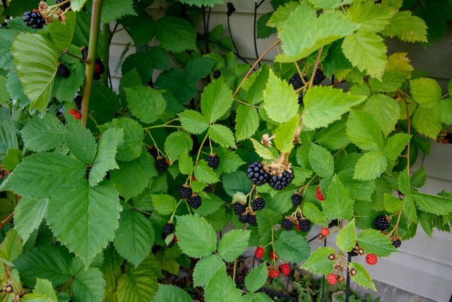 701 S Stevens St, Deer Park, WA 99006