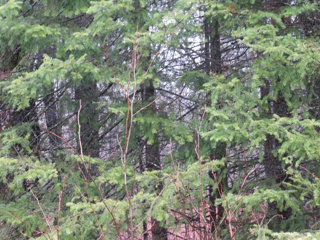 TBD Friday - Q.1 Road, Rapid River, MI 49878