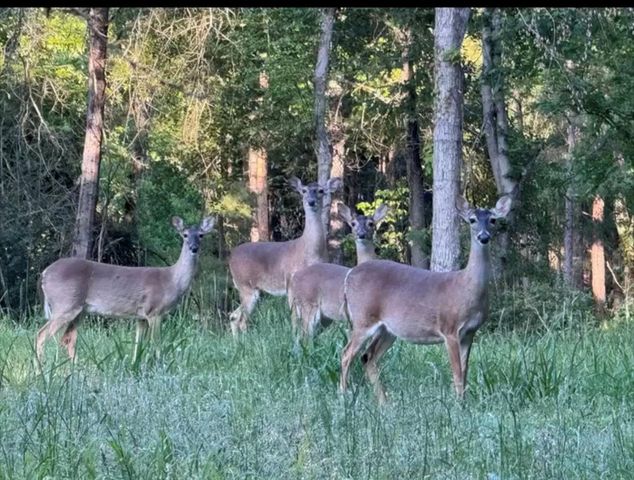 00 Chain Road, Livingston, TX 77351