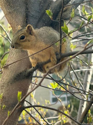 1967 Dolomite Way, Castle Rock, CO 80108