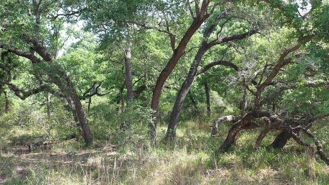 00 Private Road 1581 Road, Hallettsville, TX 77964