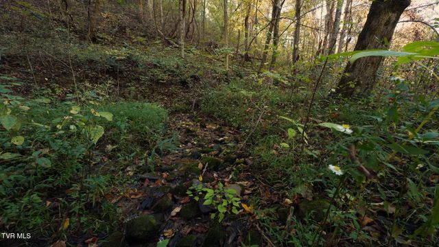 69.26 Acre Wolfe Road, Sneedville, TN 37869