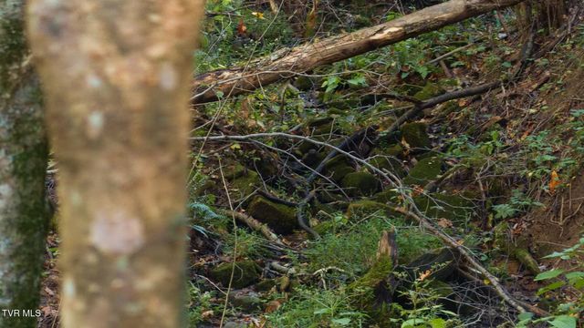 69.26 Acre Wolfe Road, Sneedville, TN 37869