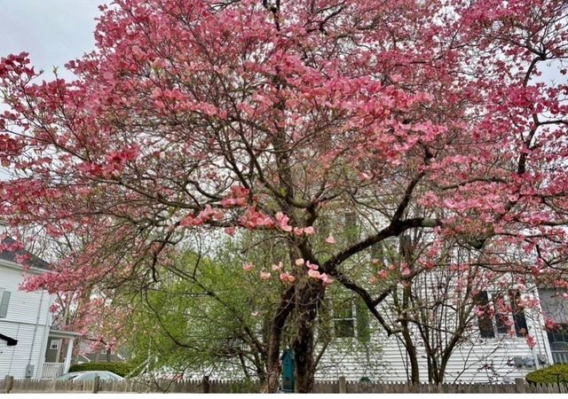 40 Shattuck Park Rd, Norwood, MA 02062