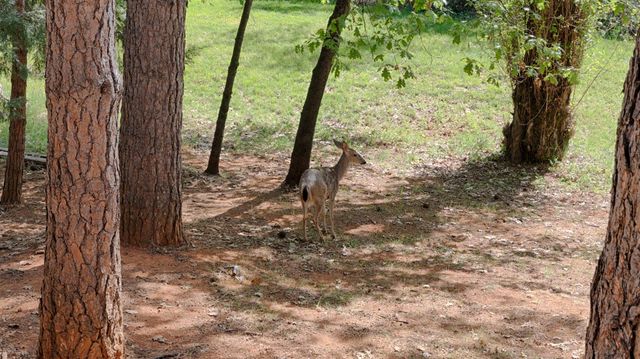 16173 Norlene Way, Grass Valley, CA 95949