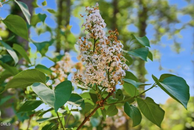 1236 Fanning Drive, Wake Forest, NC 27587