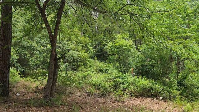 Lot 14 Basswood Lane, Plantersville, TX 77363