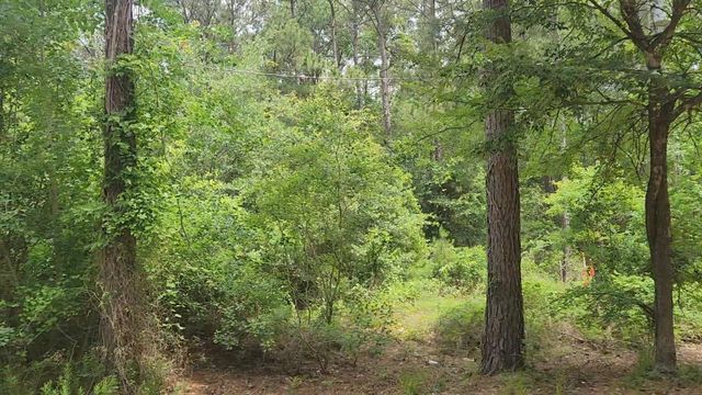 Lot 14 Basswood Lane, Plantersville, TX 77363