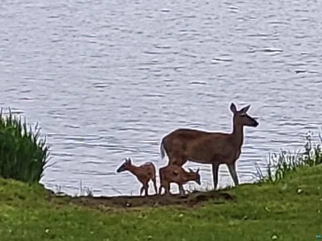 10922 S Stone Rd, Solon Springs, WI 54873