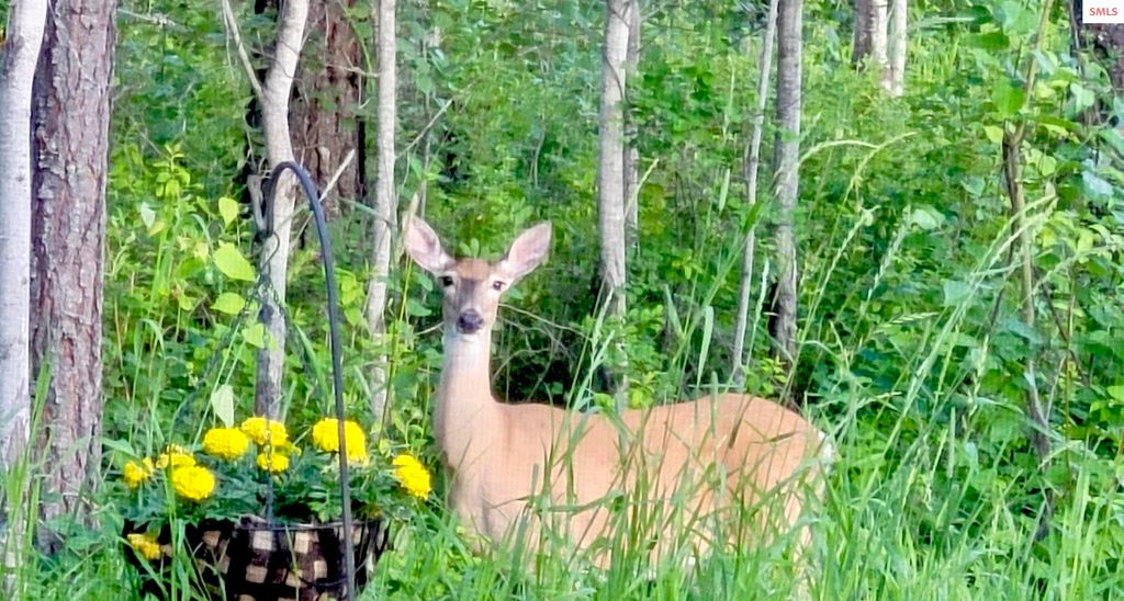 891 Ames Way, Dover, ID 83825 photo 78