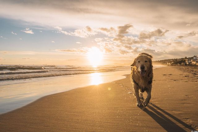 1301 SeaChase Way, North Myrtle Beach, SC 29582