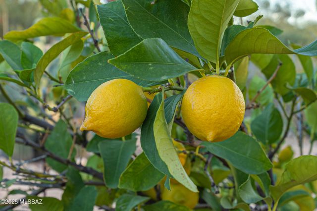 1115 W Giaconda Way, Tucson, AZ 85704