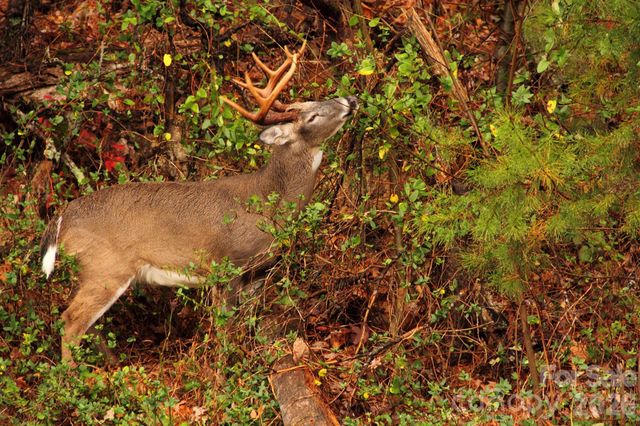 40 Country Bear Lane, Flat Rock, NC 28731