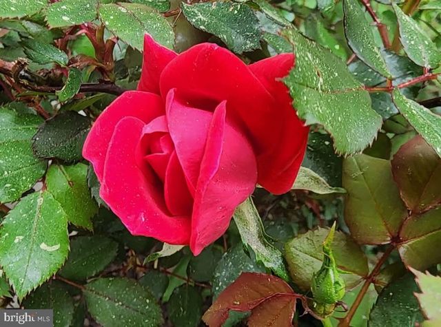 3853 RUMSEY DR, Trappe, MD 21673