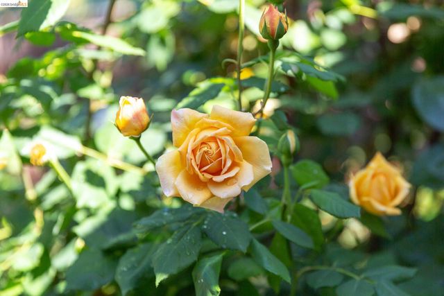 1500 Hampel Street, Oakland, CA 94602