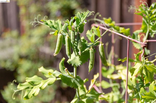 1500 Hampel Street, Oakland, CA 94602