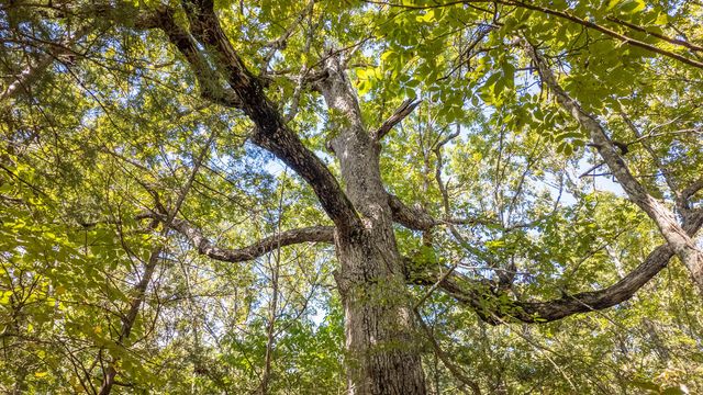 300 Starfall Drive, Cedarcreek, MO 65627