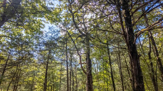 300 Starfall Drive, Cedarcreek, MO 65627