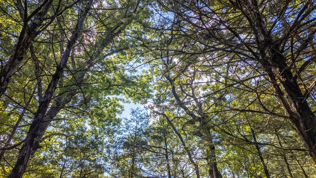 300 Starfall Drive, Cedarcreek, MO 65627