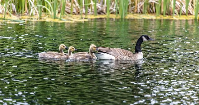 91 Porcupine Road, Wilsall, MT 59086