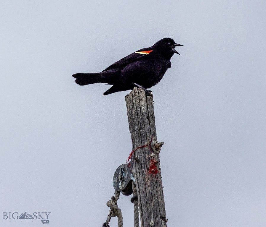 91 Porcupine Road, Wilsall, MT 59086 photo 54