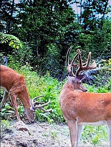 1105 Pendleton Branch Road, Salt Lick, KY 40371