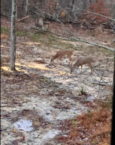 1105 Pendleton Branch Road, Salt Lick, KY 40371