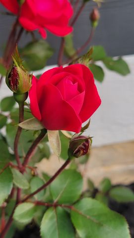 2531 HERMITAGE RD, Waynesboro, VA 22980