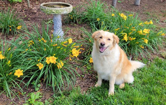 2531 HERMITAGE RD, Waynesboro, VA 22980