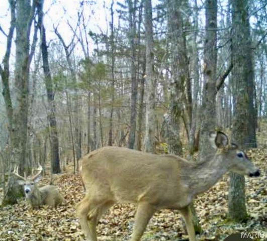 21805 Revere Lane, Waynesville, MO 65583