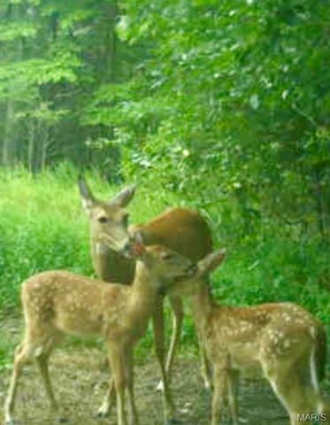 21805 Revere Lane, Waynesville, MO 65583