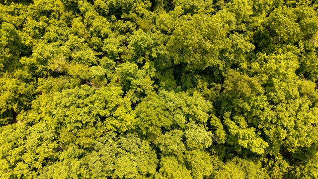 10254 Stella Way, Birch Tree, MO 65438