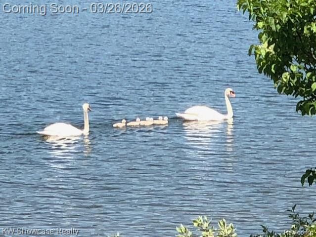 8559 Pine Cove Drive, Commerce Twp, MI 48382