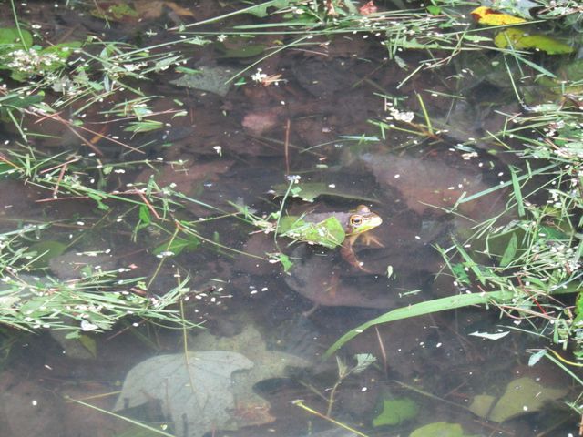 27 Charter Oaks Drive, Gray, KY 40734