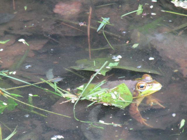 27 Charter Oaks Drive, Gray, KY 40734